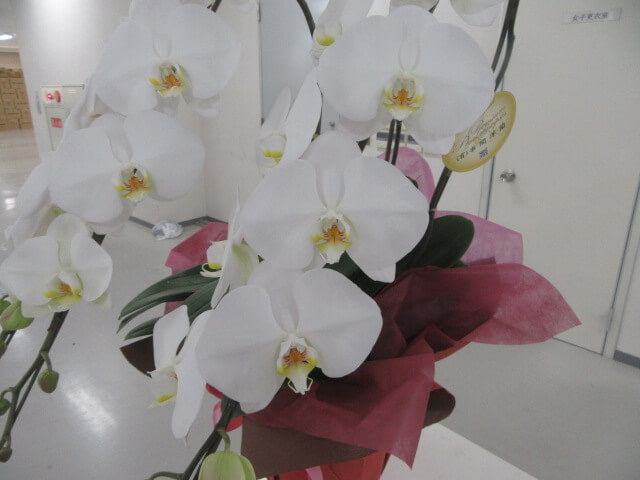 ブックスドリーム　買取センター４